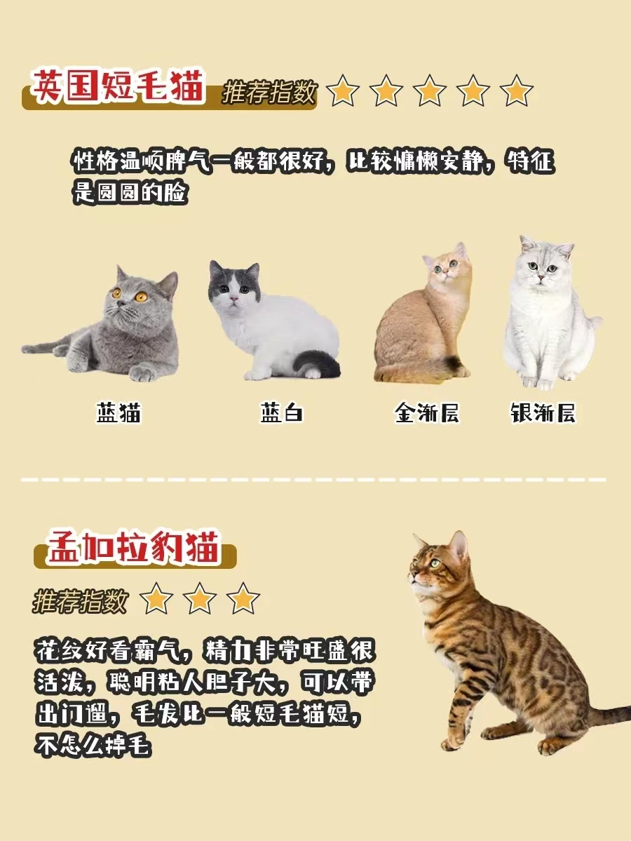 不同品种猫的习性,银渐层猫配什么品种的猫最好
