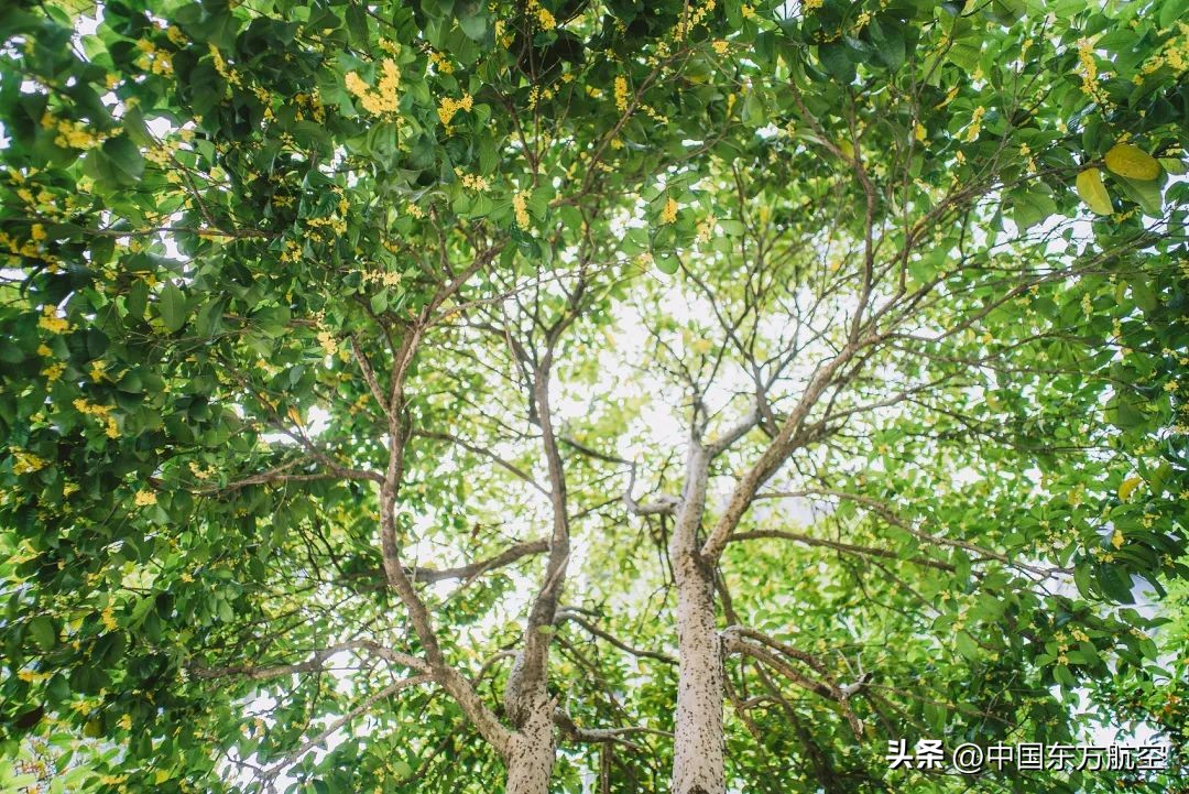 想和你去秋天第一场约会,邀你来一场秋天的约会