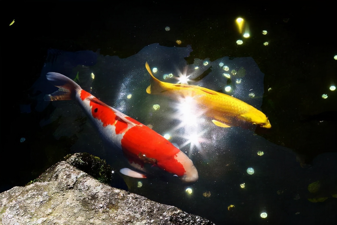 死了锦鲤怎么处理,锦鲤快死了有什么补救方法