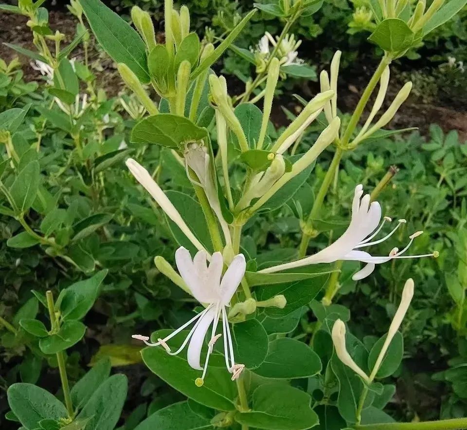 什么花好养又杀菌生根,什么花最香最好养又耐阴