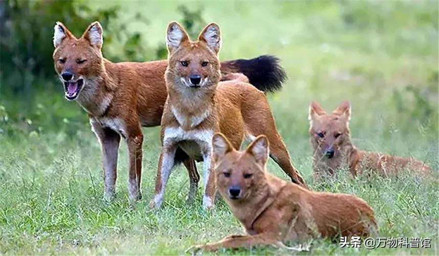 祁连山发现8只“红狗”!被称为猛兽之首,它真敢猎杀老虎?