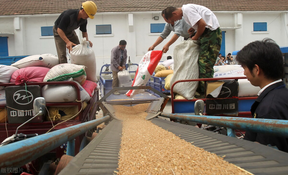 今年新麦价格趋势,新麦价格今日行情