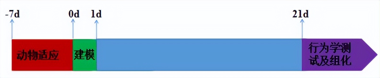 6-OHDA诱导大鼠模型|动物模型构建|大鼠模型构建服务