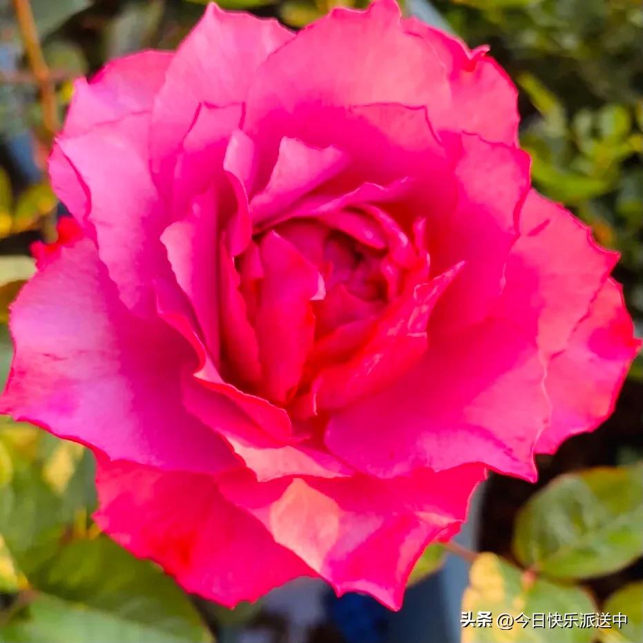 美醉了的月季花图片,各种颜色的月季花图片
