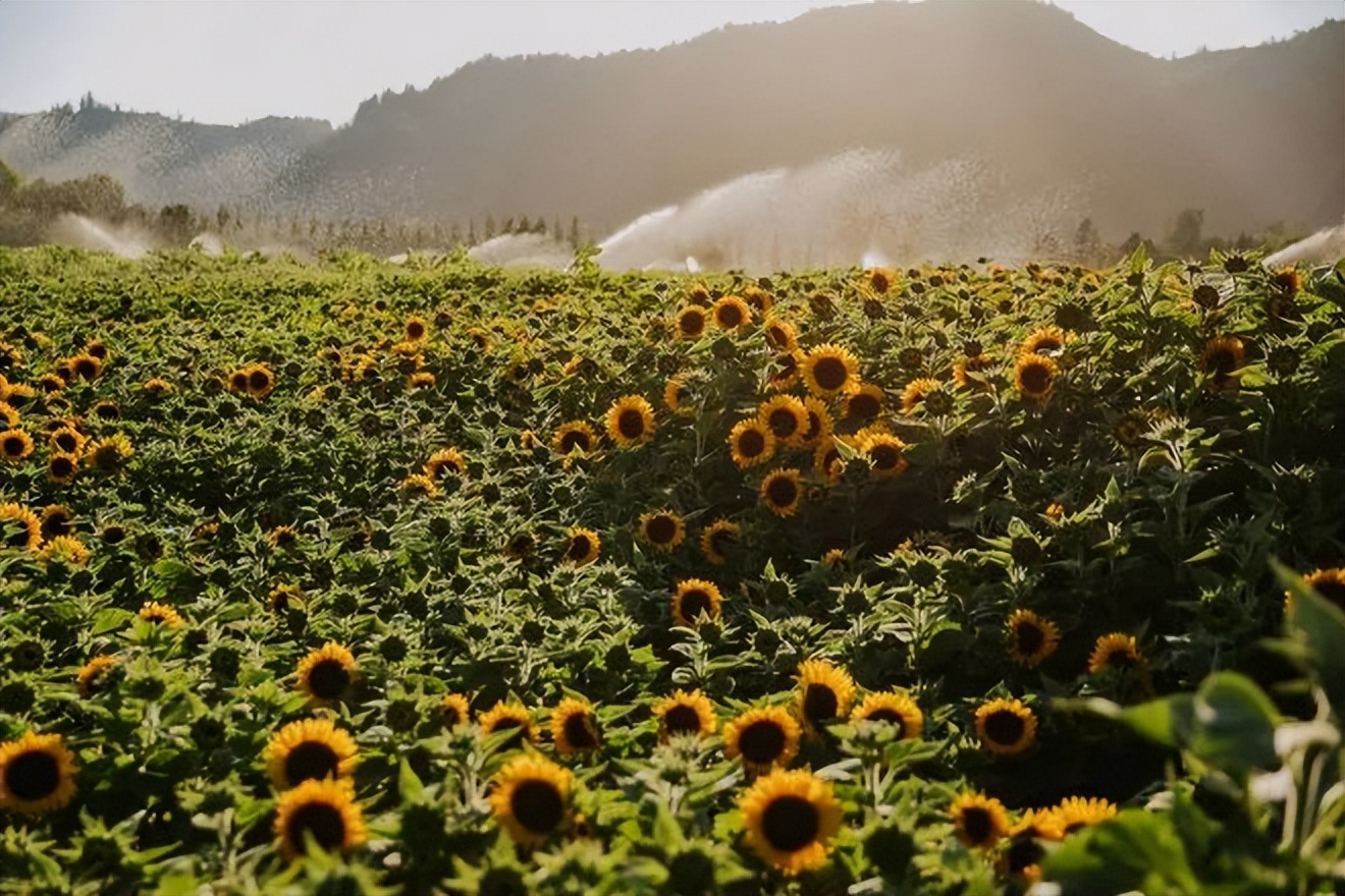 向日葵花是向着太阳开吗,为什么向日葵朝着太阳开花