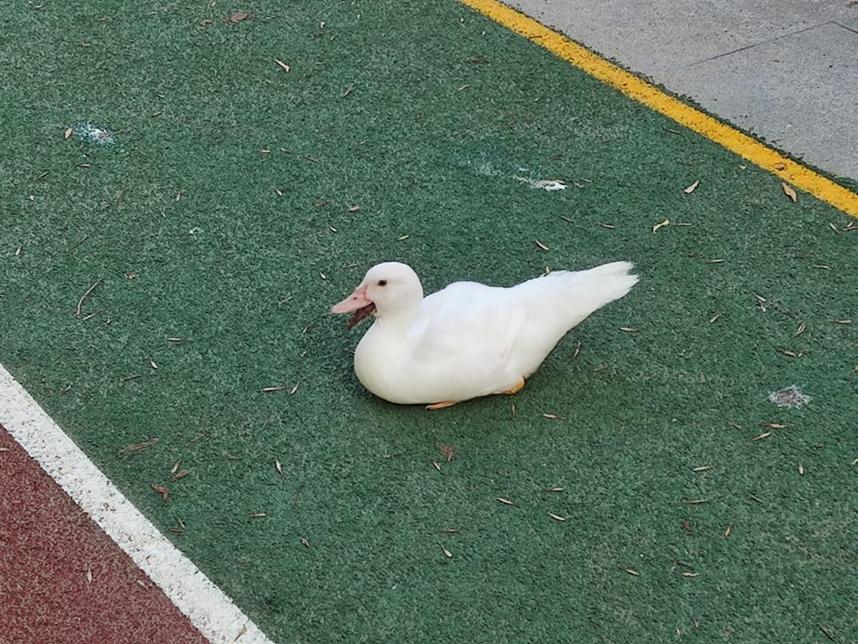 美丽校园行-2|历史生眼中的天津师范大学主校区