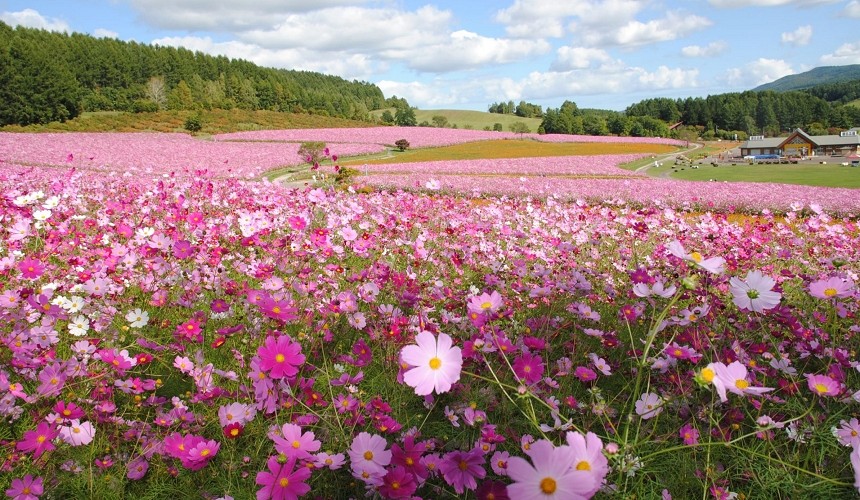北海道的薰衣草花海在哪里,日本北海道薰衣草花海图片