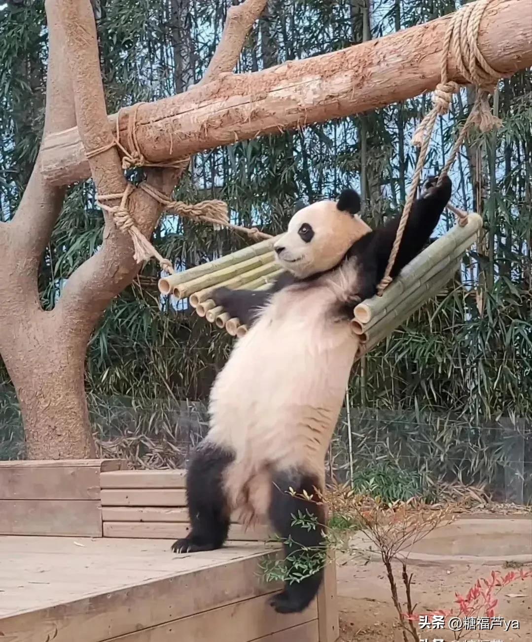 那些证明福宝是人的证据——毛皮大衣下是个小人精