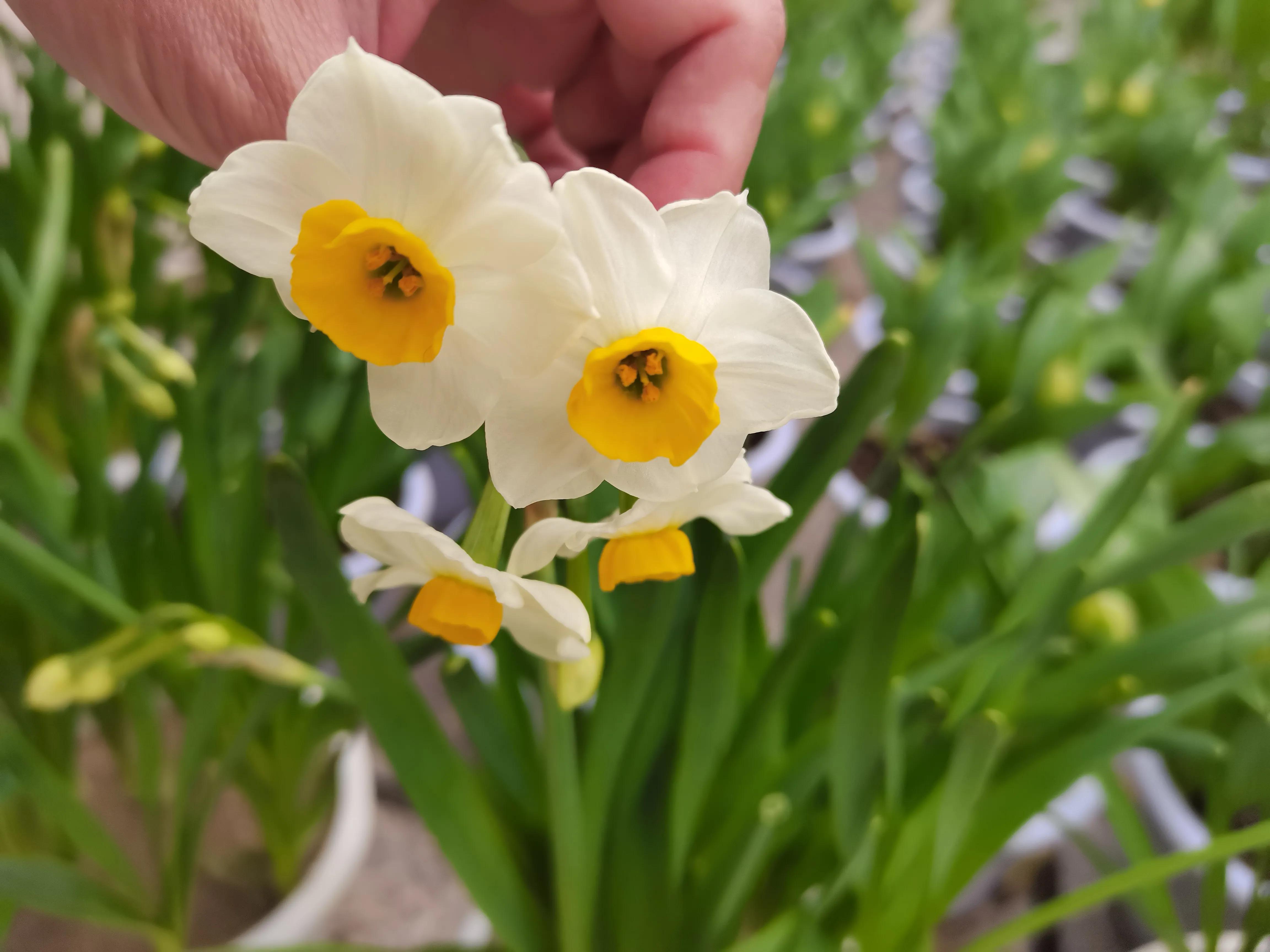 福州郁金香温泉公园,福州花海公园郁金香