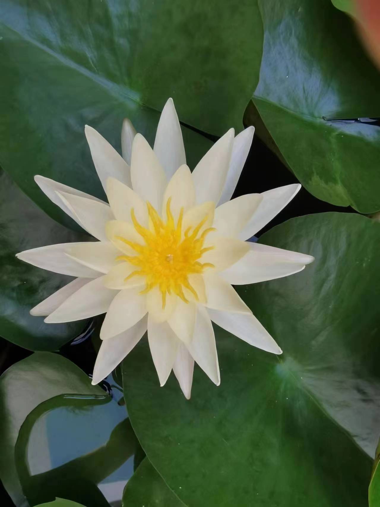 夏日已至赏荷正当时,洛阳赏荷游园