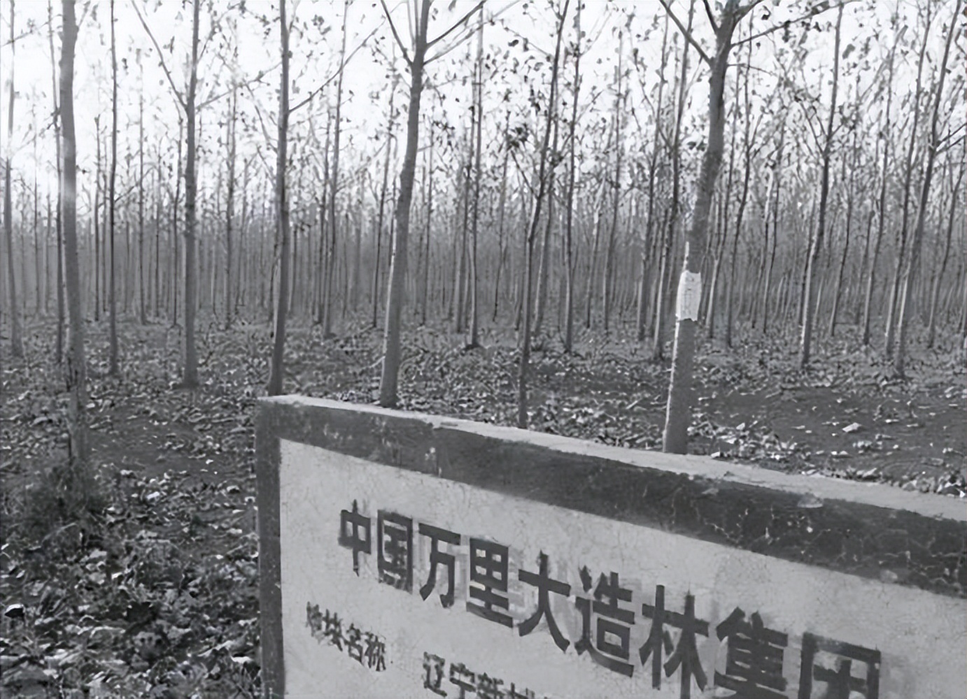 万里大造林陈相贵是怎么出来的,万里大造林的陈相贵上央视春晚