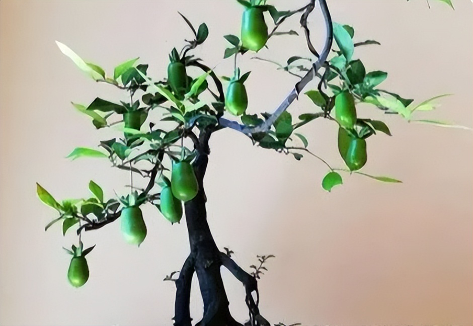 金弹子公母花不同步怎么办,金弹子不开花怎么分公母