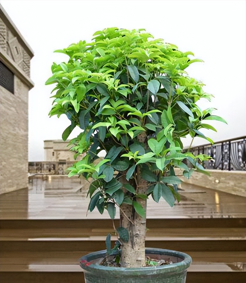 木本植物叶子枯萎发干脱落,盆栽植物掉叶子是什么原因