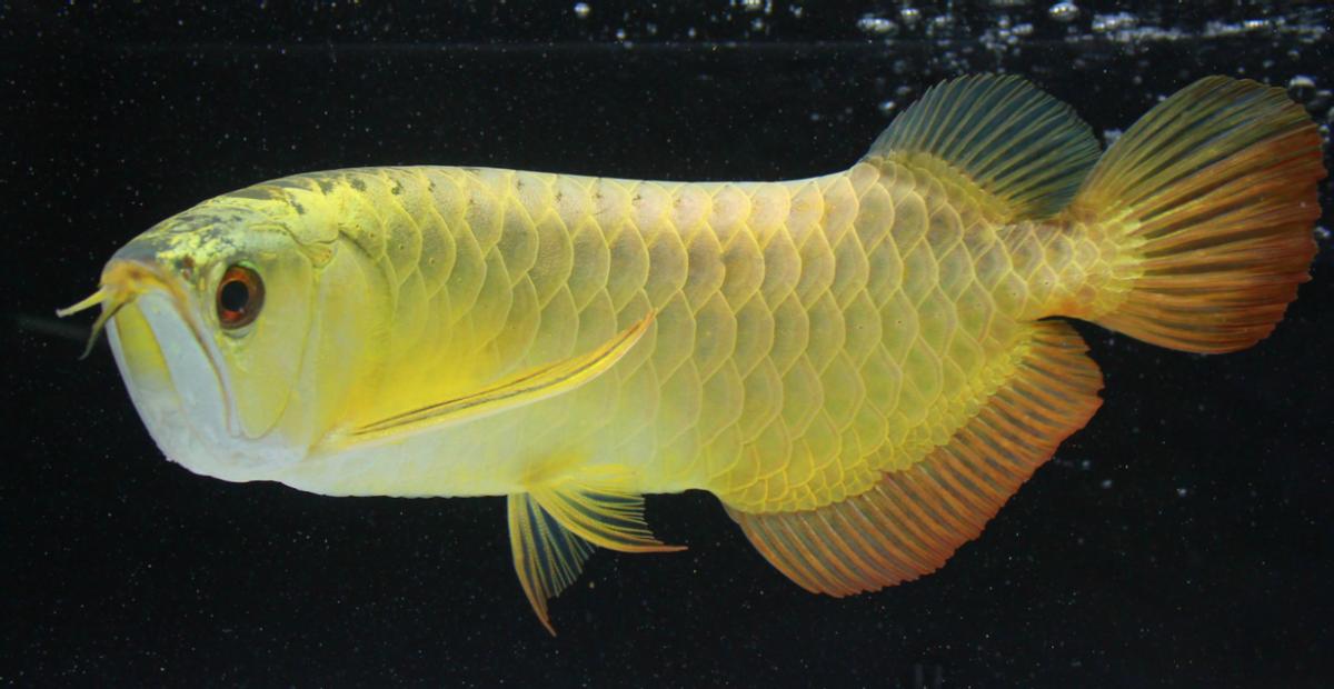 龙鱼缸下面混什么鱼,龙鱼缸里配什么鱼