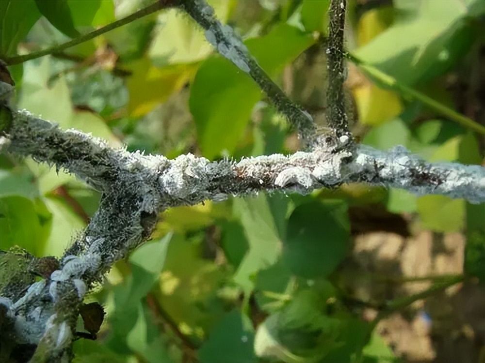 台湾水果滞销积压视频,台湾水果滞销东南亚