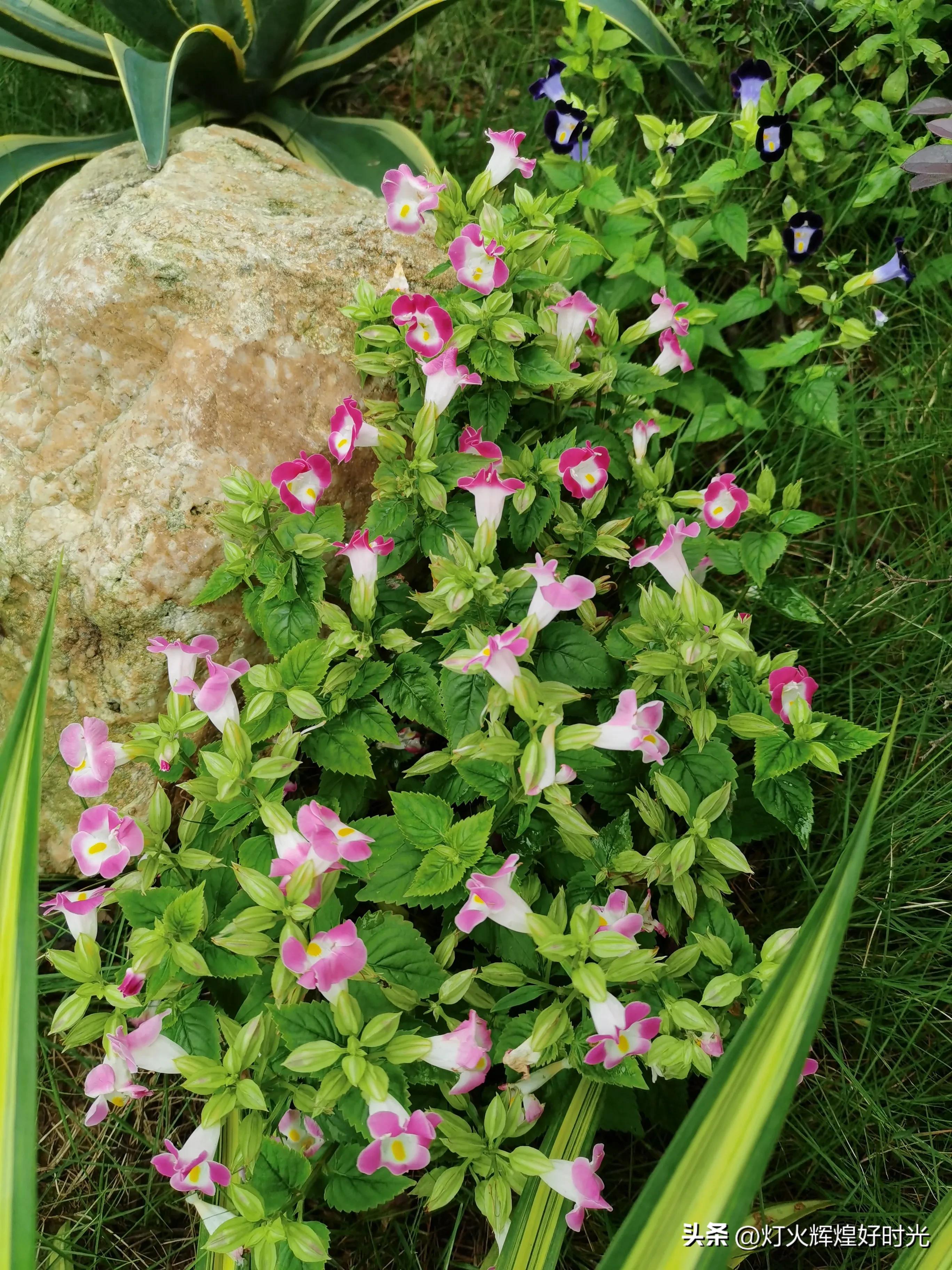 夏日掠影,雨天花开,人见人爱