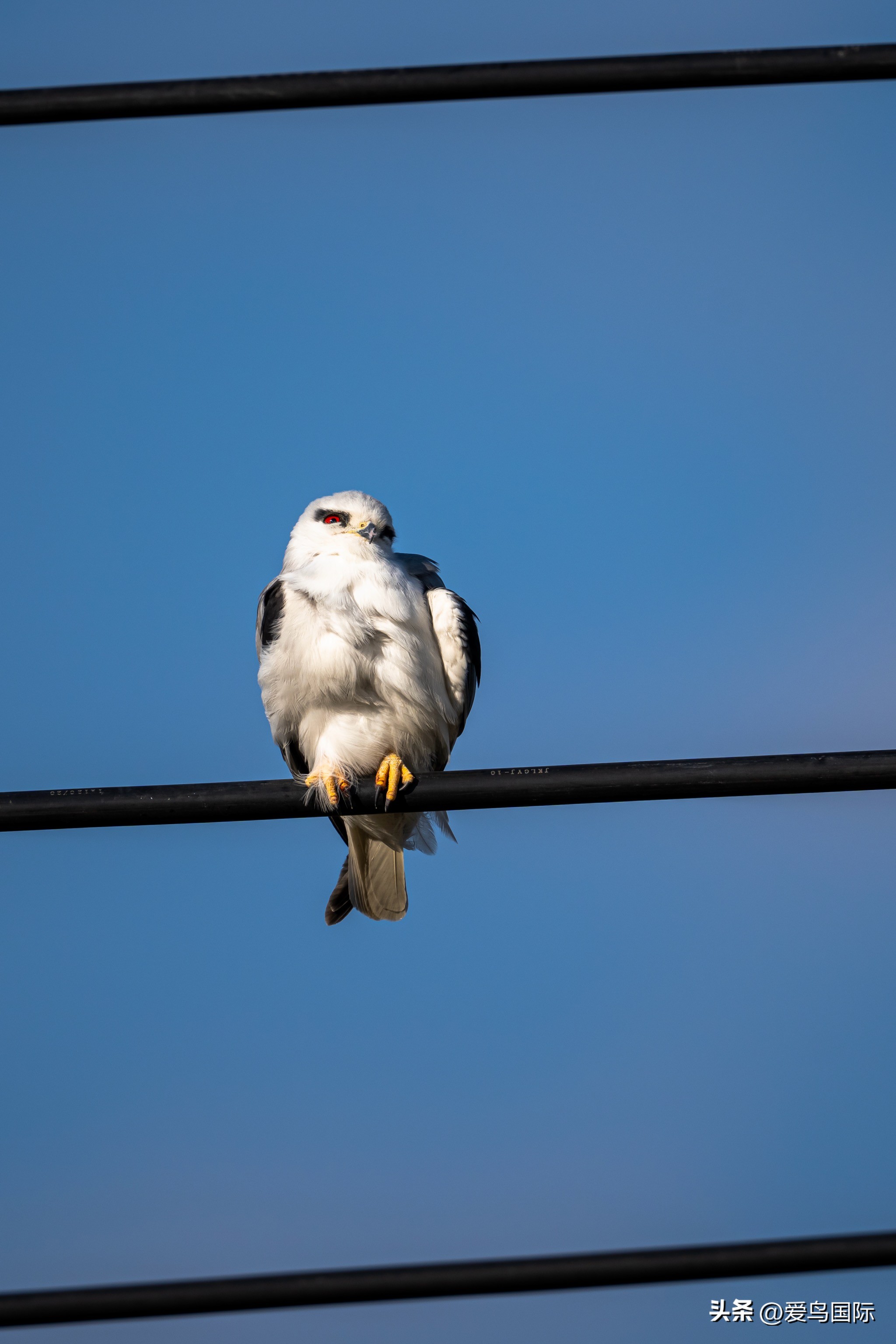 Alpha 1鸟种“加新”之旅 索尼云南拍鸟活动手记