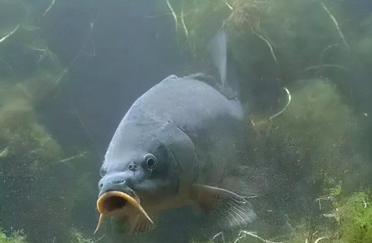 不同鱼情不同钓法,不同鱼适合的吃法
