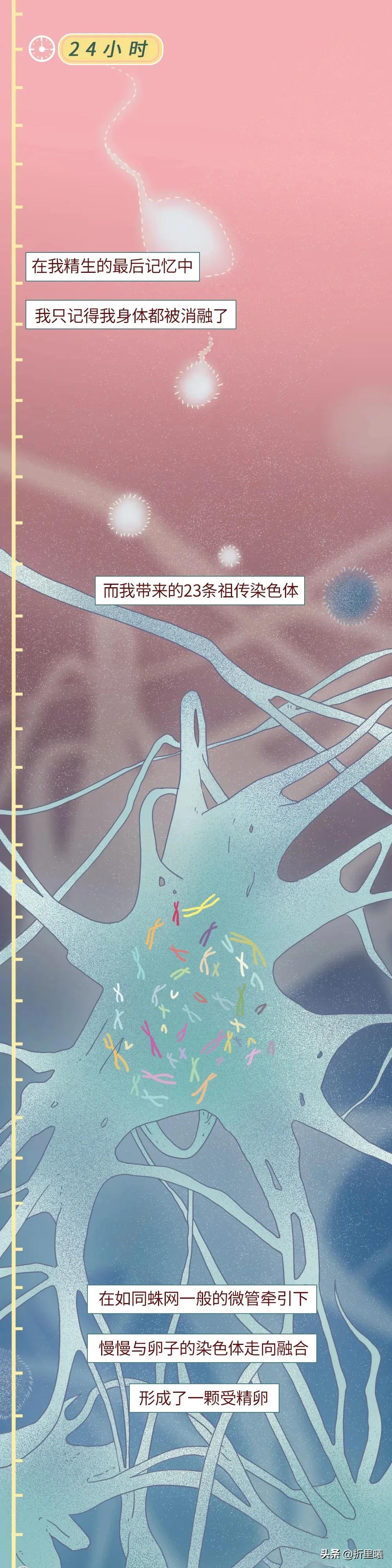 精子进入女生体内的24小时全过程曝光！