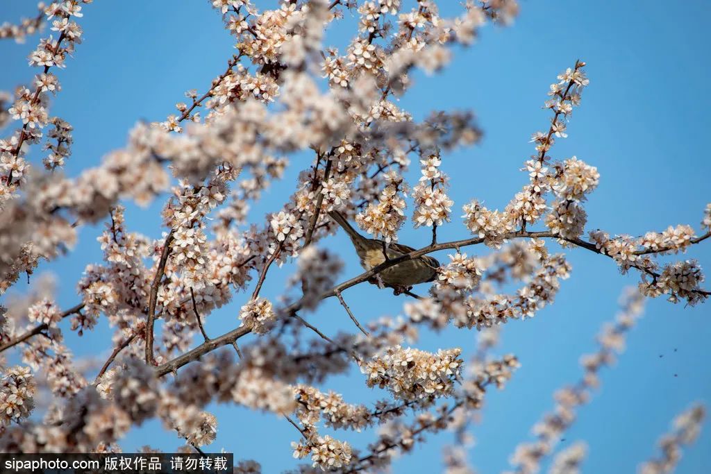 海淀公园春季赏花指南|迎春花、山桃花、玉兰花、樱花、连翘、碧桃、山杏、榆叶梅、海棠，全都有！