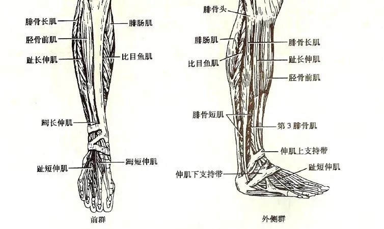 每天踮脚10分钟的好处,每天踮脚100次的功效