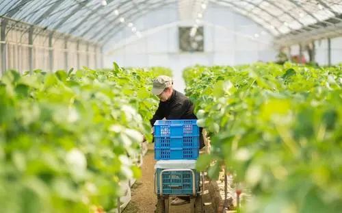 如何推广农产品品牌策略,高端农产品品牌推广方案