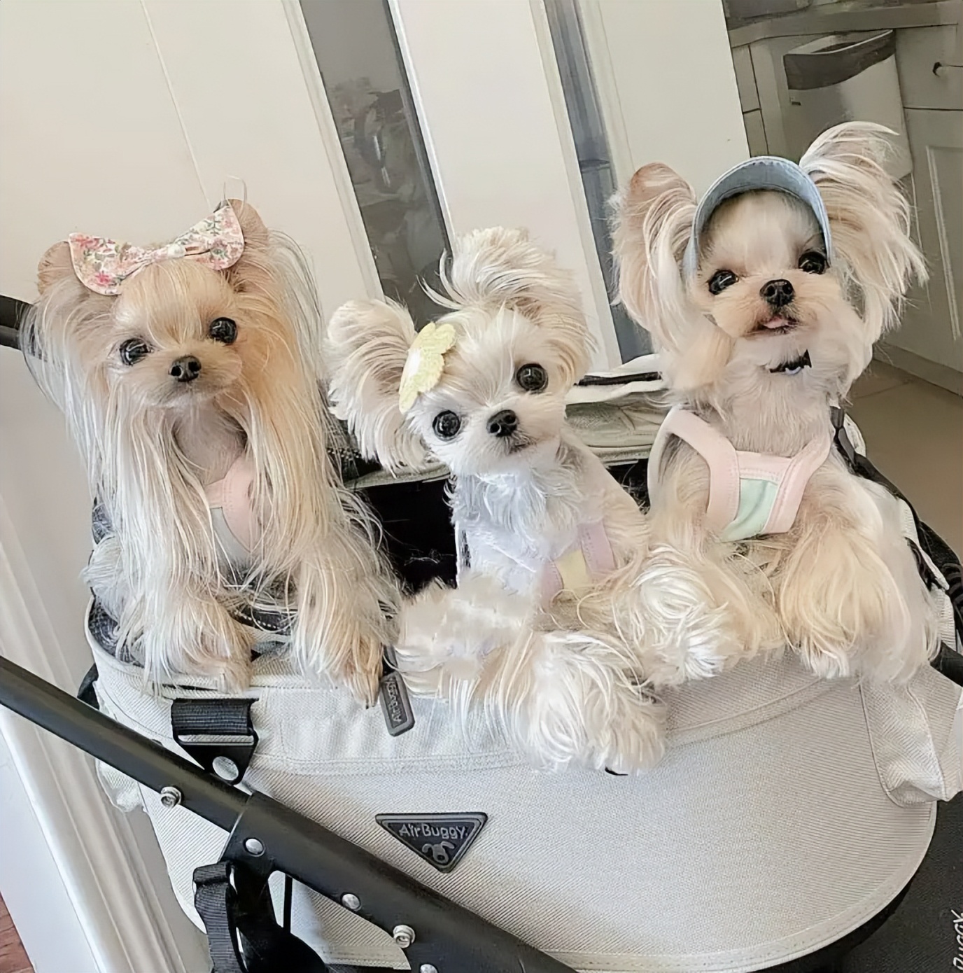 黑白相间的小型犬有什么品种,爱斯基摩犬小型犬品种大全