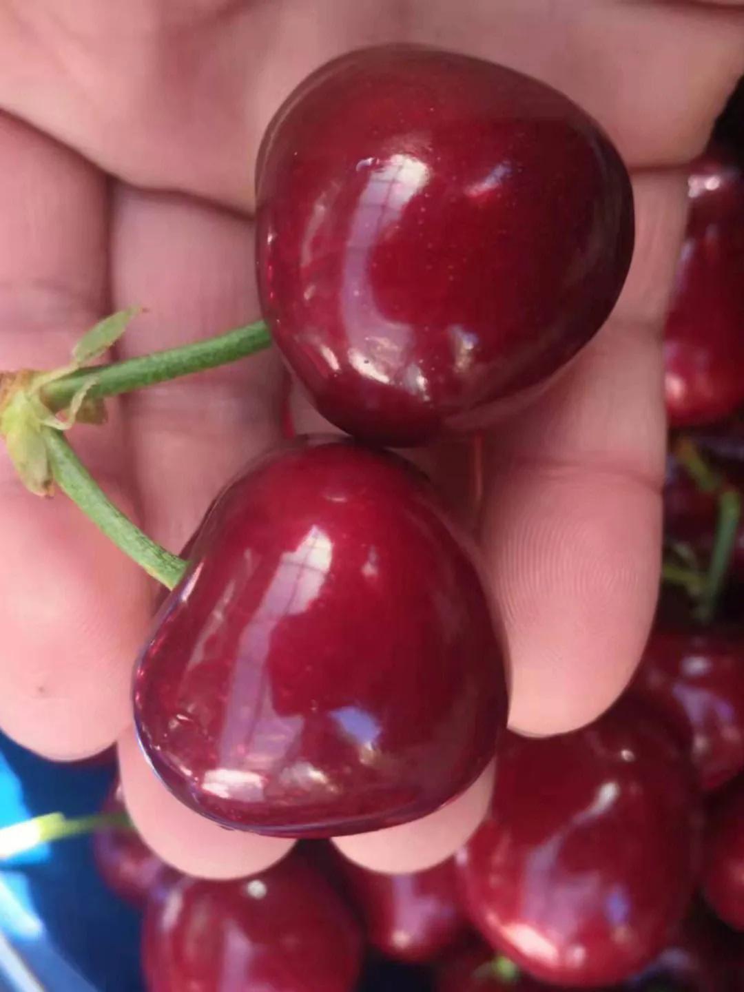 1月份水果当季,现在的当季水果