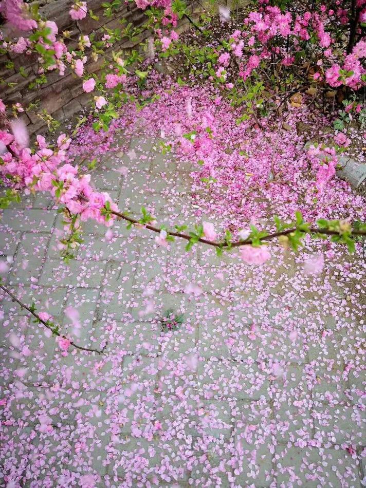 人这一生花开花落四季轮回,花开花落皆是诗四季轮回皆自然