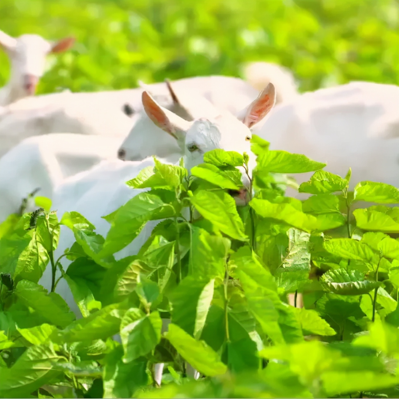 有机羊奶真的有机吗,有机羊奶哪里的最好