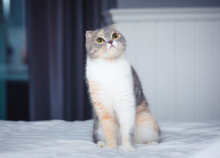 适合焦虑症养的狗,焦虑患者适合什么狗