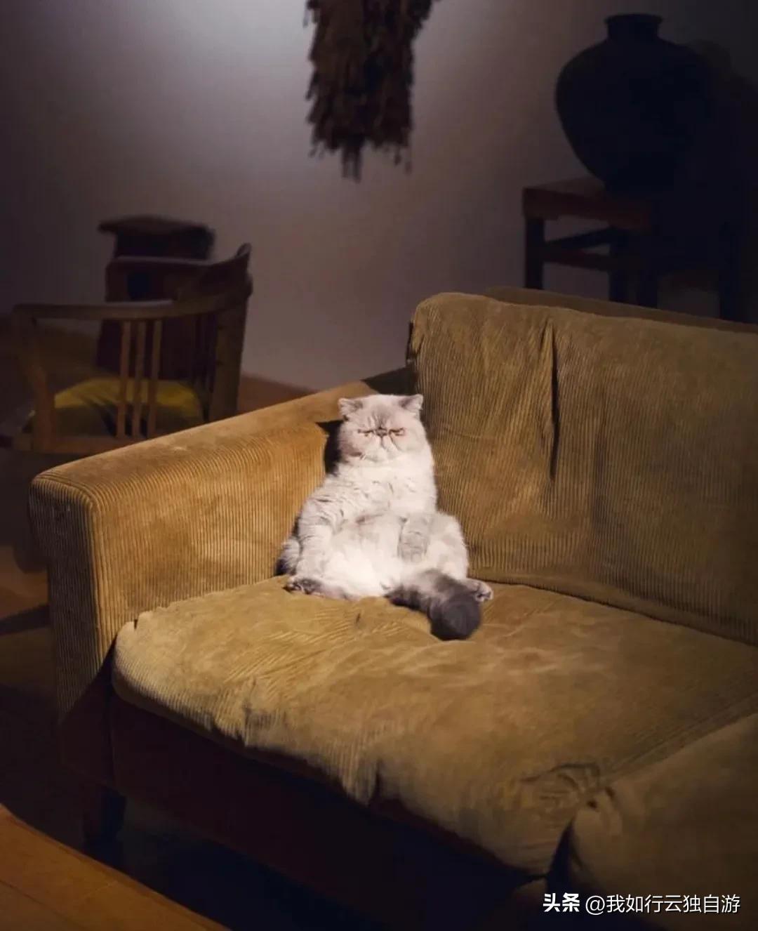 日本中古之家：与古家具和猫咪一起生活的日本博主