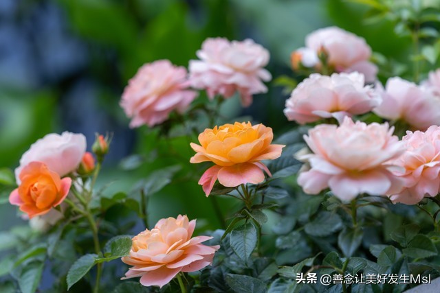 我爱月季花歌曲,我爱月季花300字