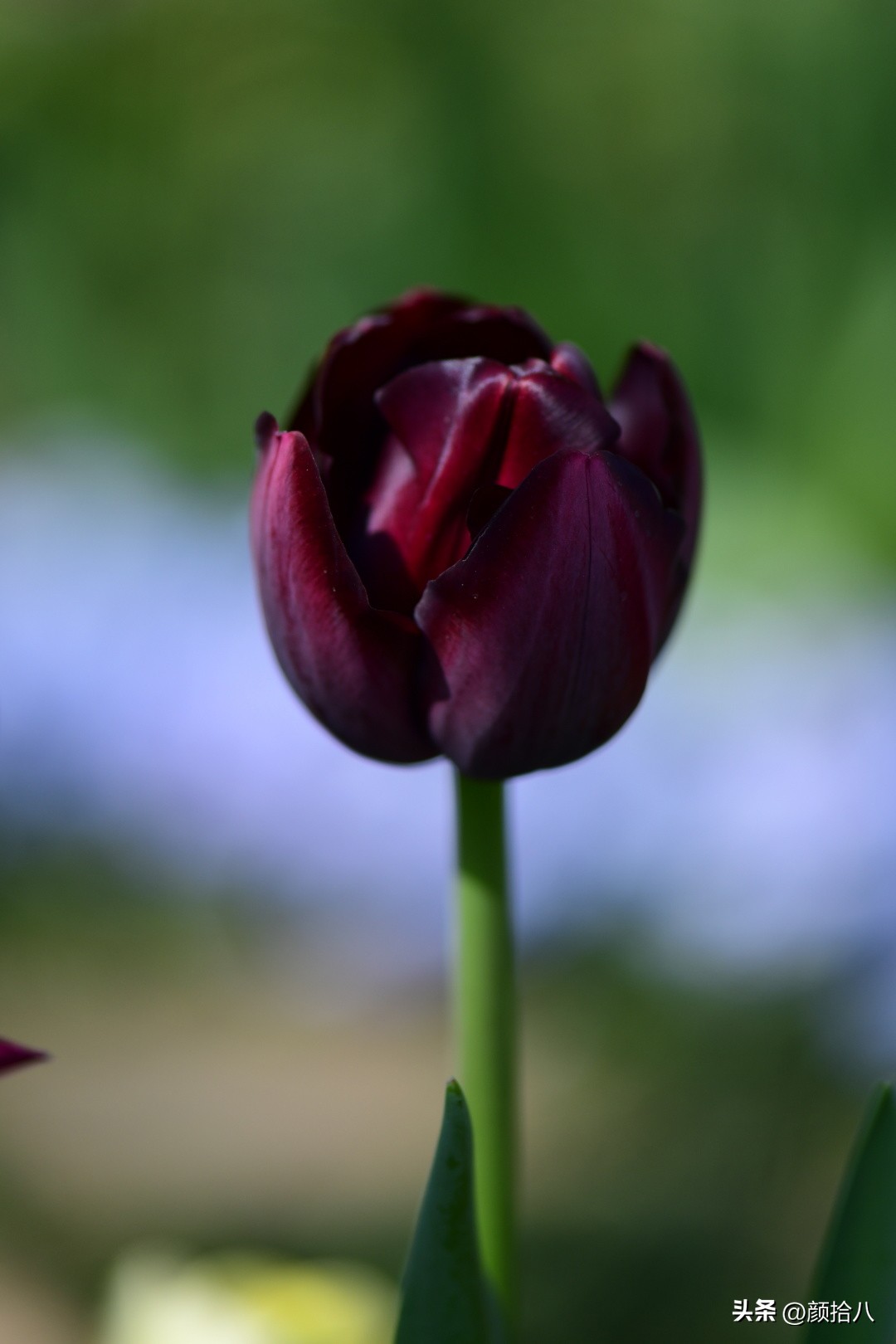 河马花园最耐阴植物,最漂亮的花园里的郁金香
