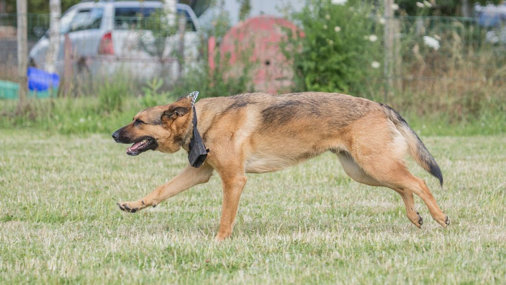 土狗基本都是什么品种,土狗哪个品种比较大