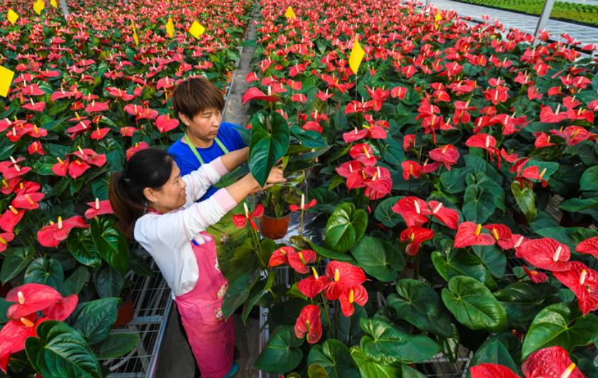 现在农村做种植可以赚大钱吗,在农村搞什么种植业能赚钱