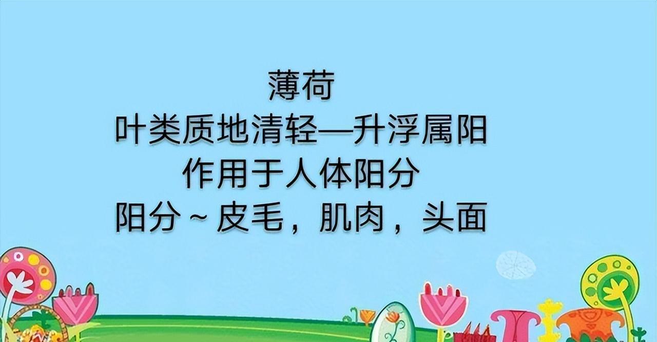 学习一味中药——薄荷,气味辛凉,功专入肝与肺