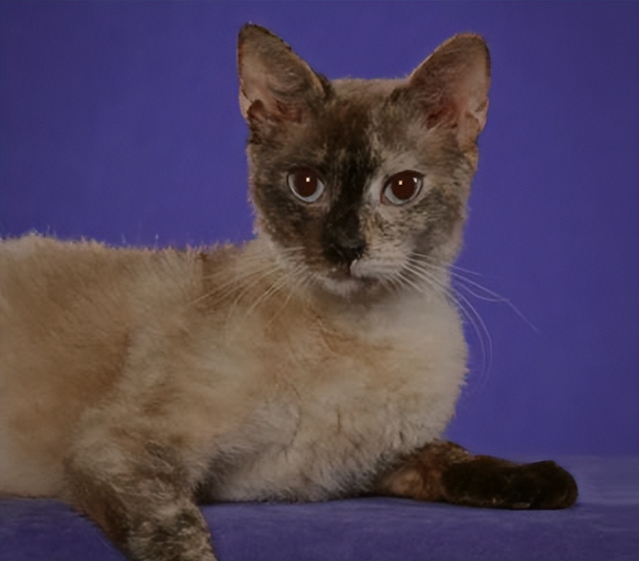 纯种猫咪有哪些颜色,纯种宠物猫有哪些品种