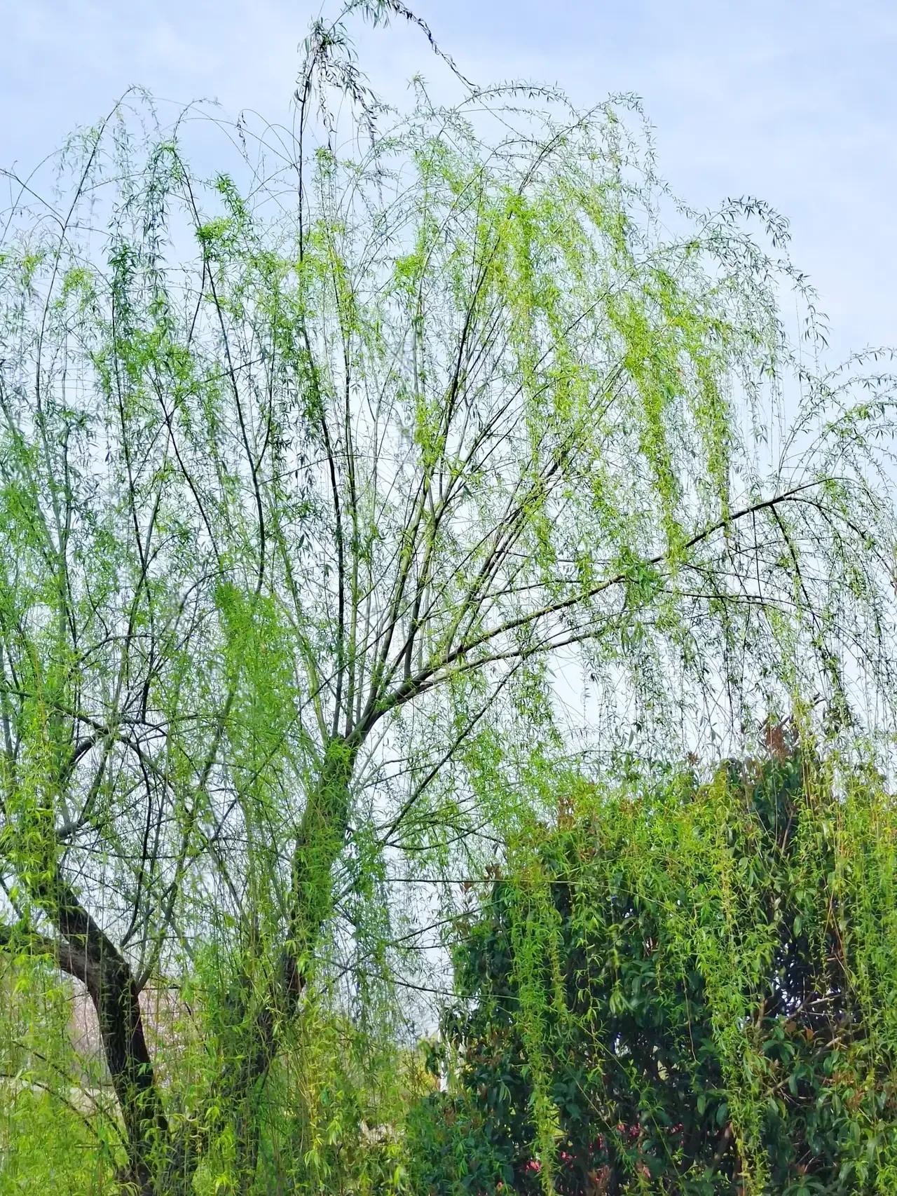 有关柳的诗句唐诗宋词,唐代诗人写的咏柳