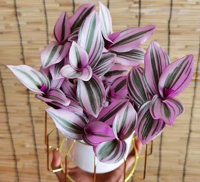 治愈系盆栽绿植推荐,室内小型绿植花卉推荐品种