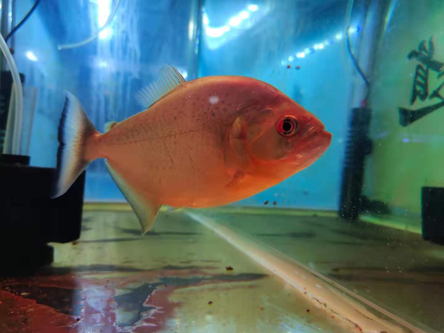 观赏鱼入缸腥味重怎么去除,观赏鱼害怕怎么处理