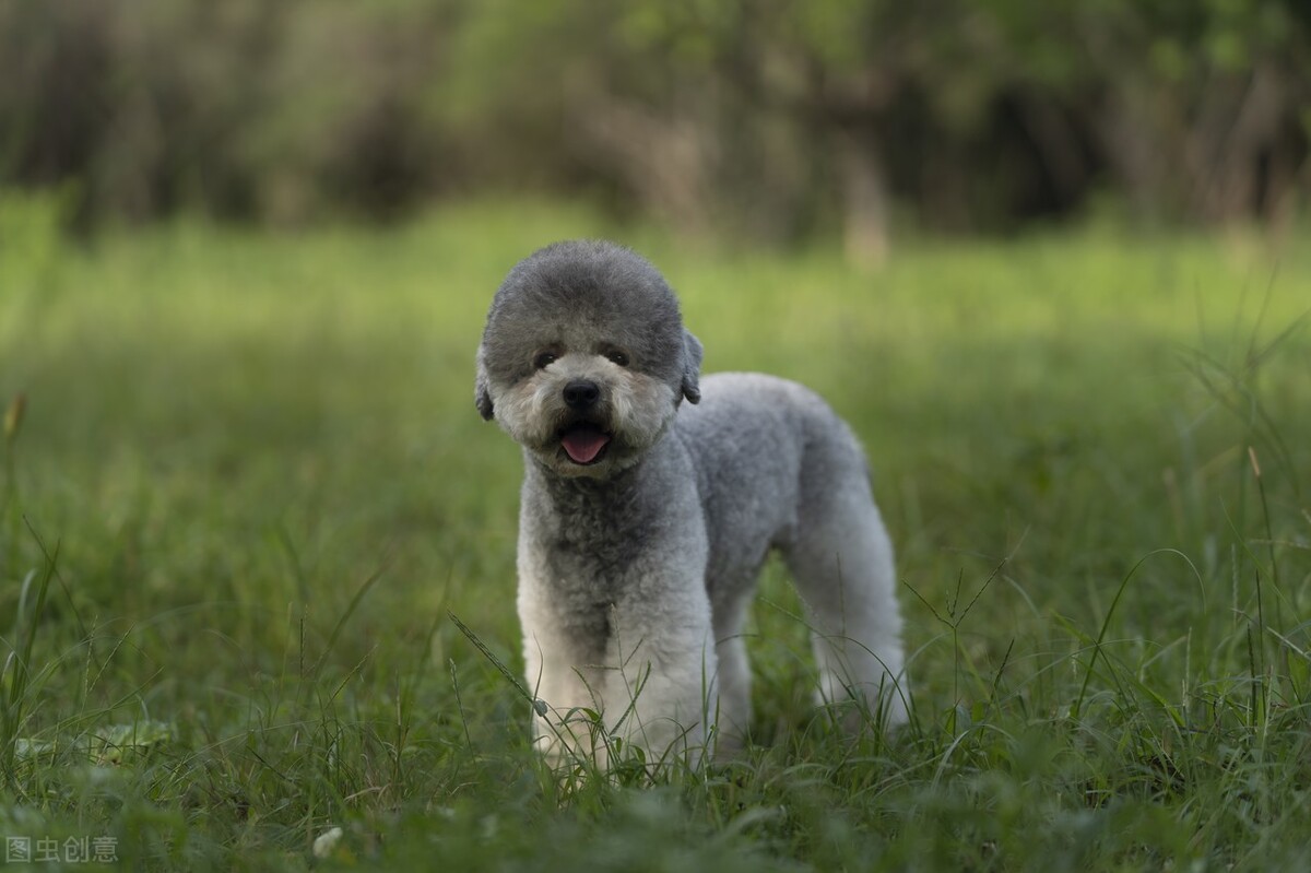 建议穷人新手养的10种小型犬可爱,十种最好养的小型犬好看的宠物