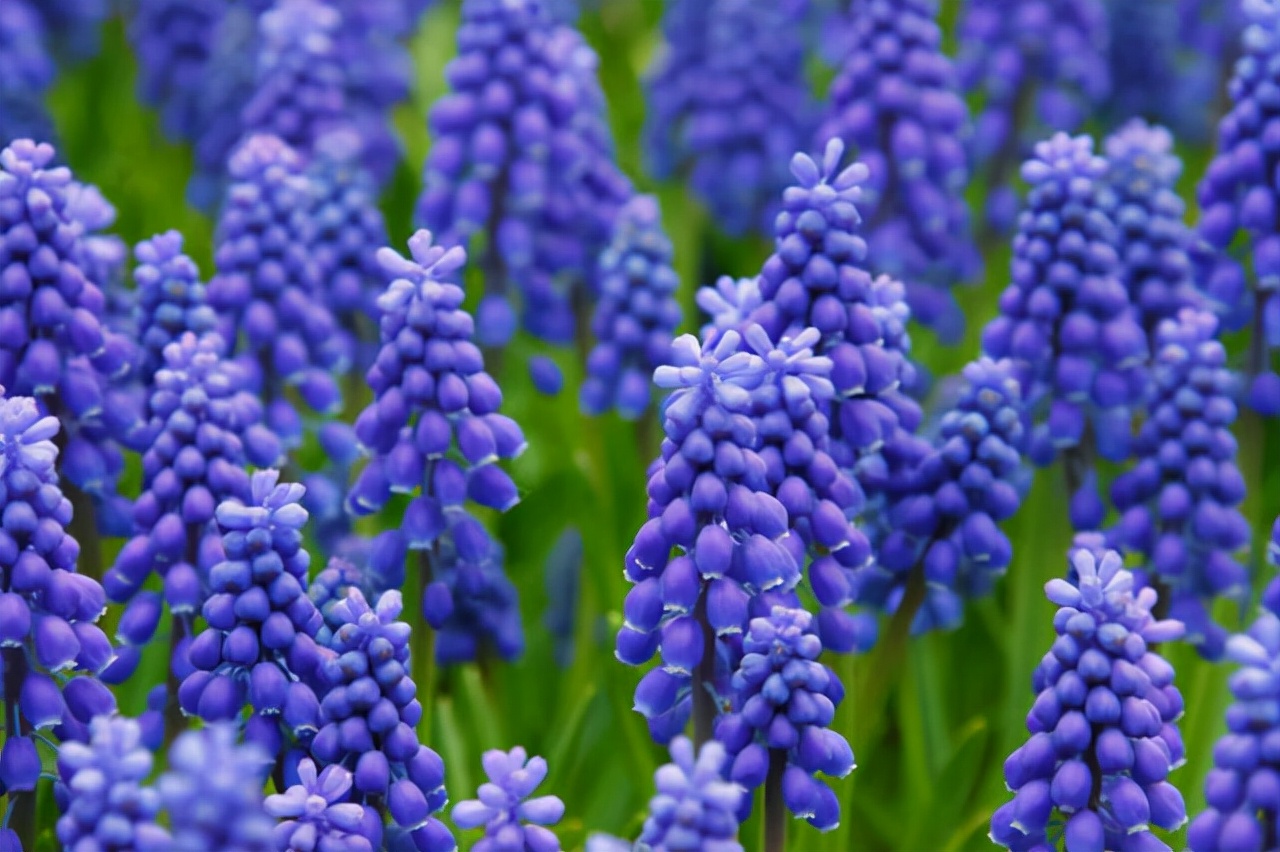 公园路边植物图片,路边的小植物有哪些