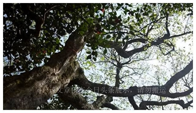 太阳系算大吗,太阳系和银河系大小对比图