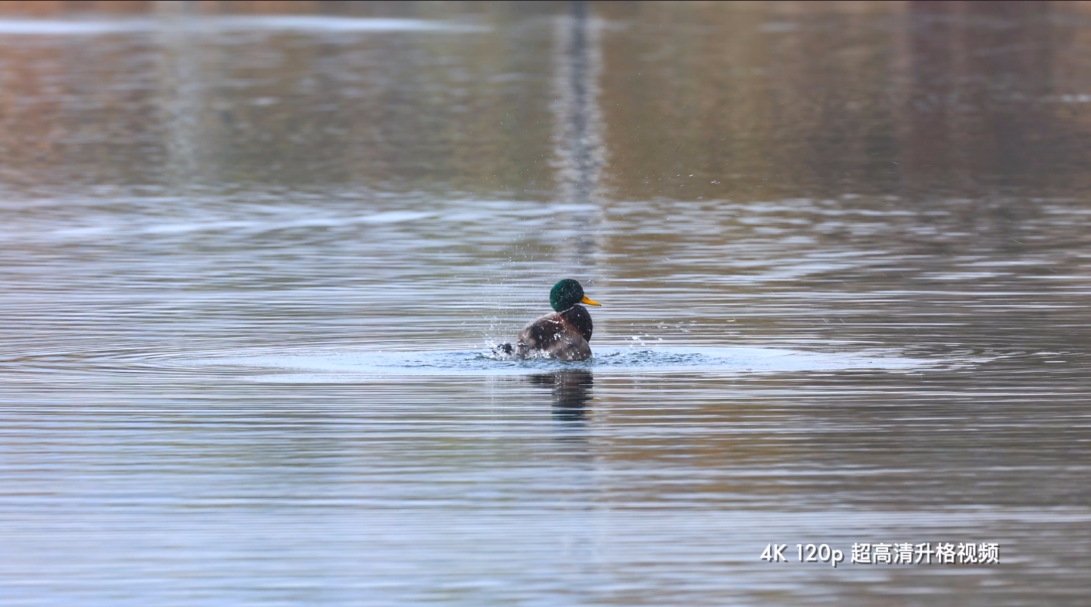佳能canoneosr3测评,佳能eosr3震撼登场
