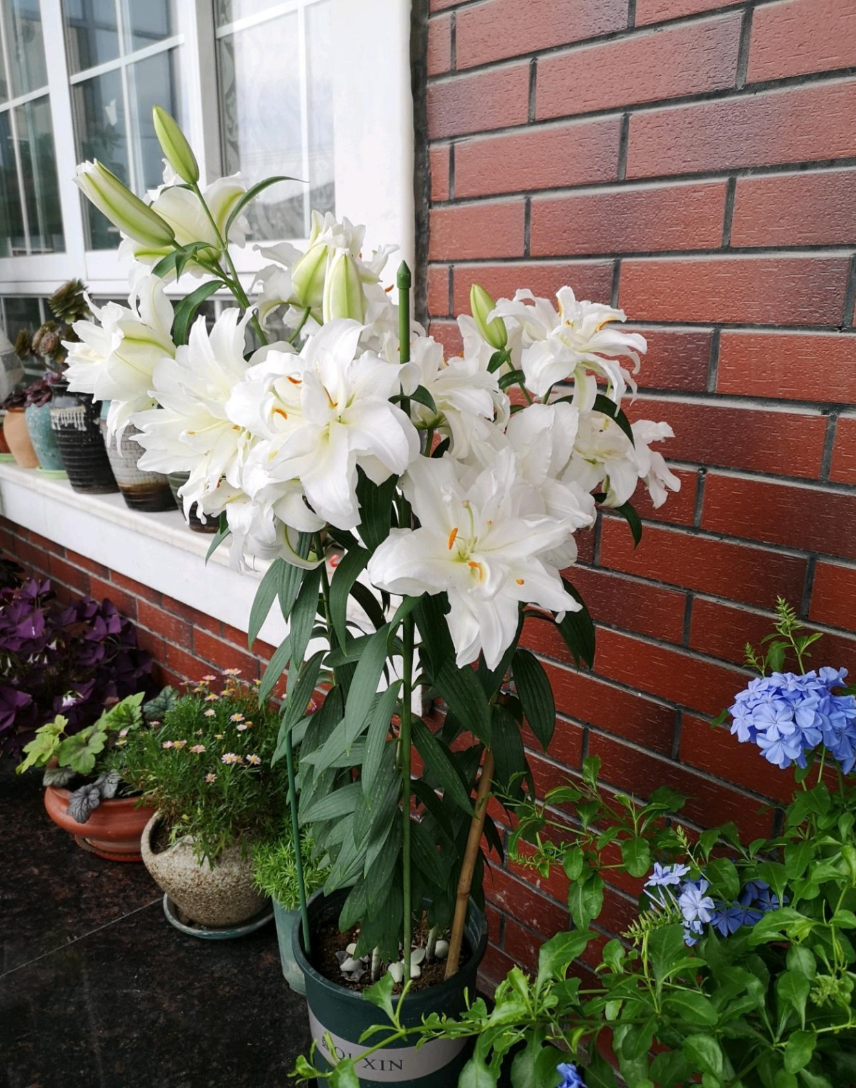 这3种花漂亮又好养1年能开300多天,5种花超好养漂亮上档次