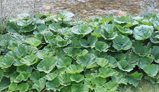 最新致富养殖小项目视频,100种养殖致富项目