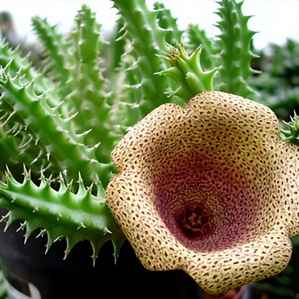 102个大类近500个多肉植物图片，都极其美丽，建议在家中也养一盆