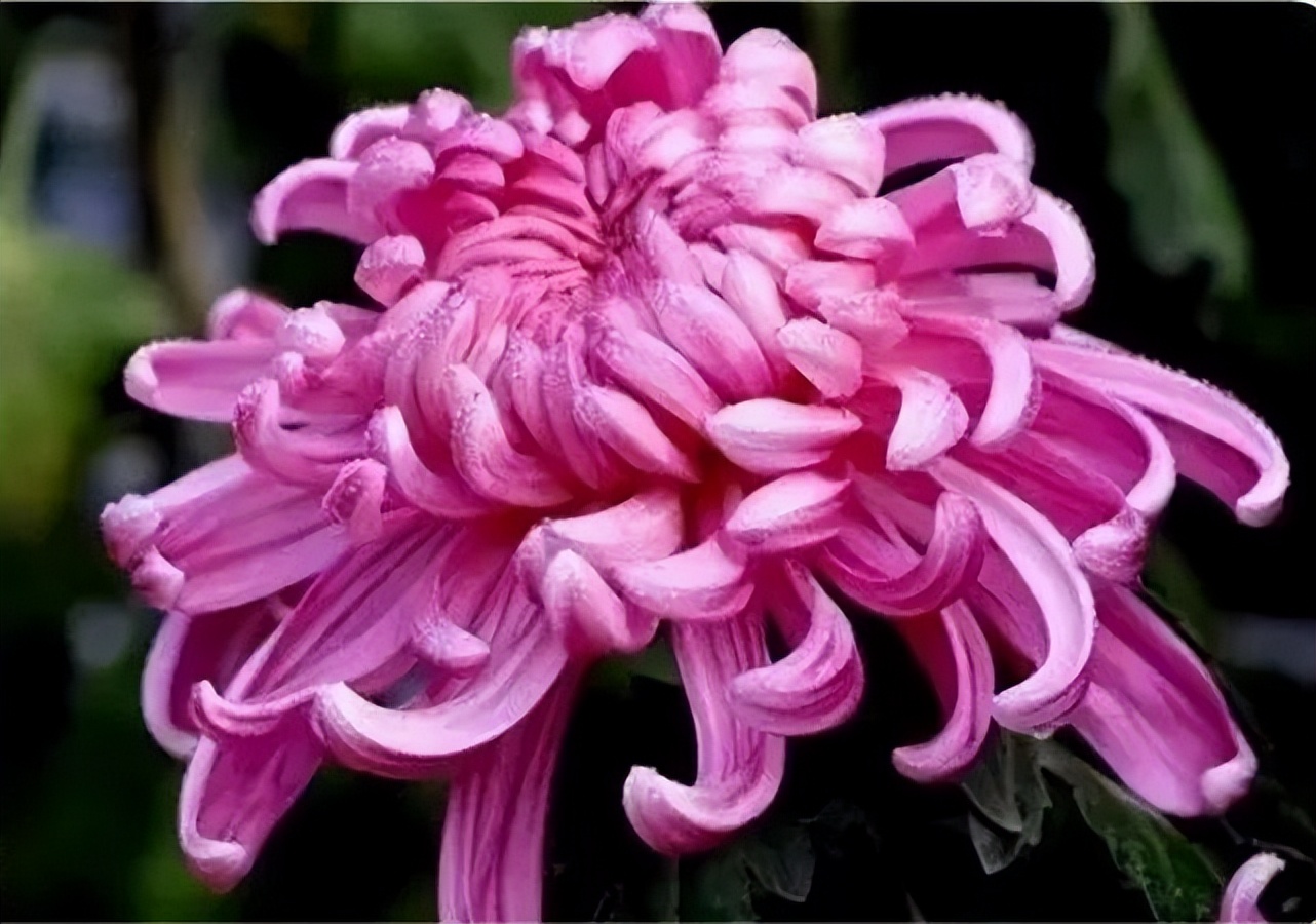 秋花诗词50首,金秋秋菊50种名菊