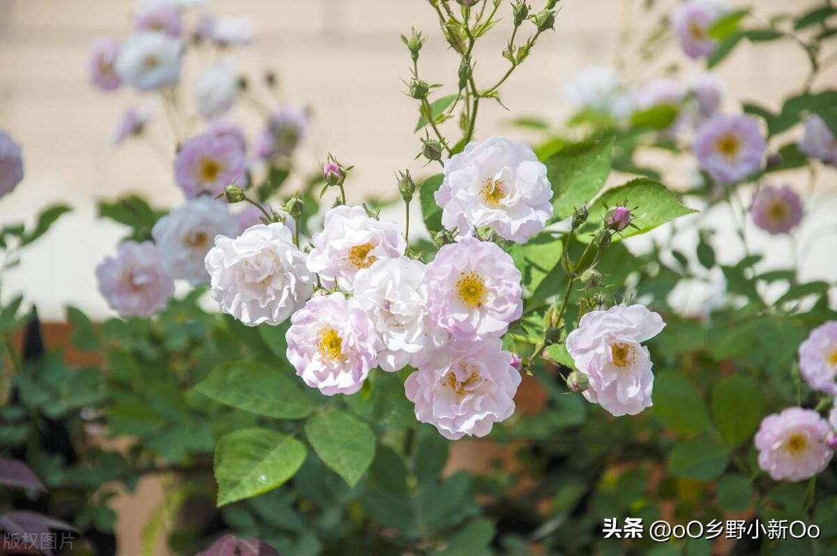 蔷薇花怎样才促使它开花又大又艳,蔷薇花种多少年有花开